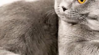 Ice and Cats