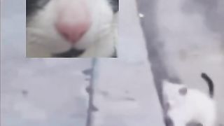 funny cats 6