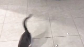 my cat 3