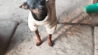 Kelakuan Kucing Gemoy