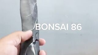 Bonsai p7
