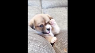 Cute Dogs---Funny Pets Collection 13