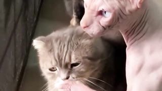 Funny Cats/Funny Cat Videos ????memes #shorts