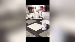 Cute Dogs---Funny Pets Collection 12