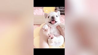 Cute Dogs---Funny Pets Collection 14