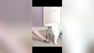 Cute Dogs---Funny Pets Collection 15