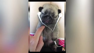 cute|pet|funny|animal|the cat|dog 2