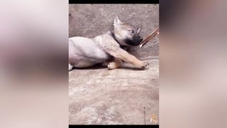 Cute Dogs---Funny Pets Collection 16
