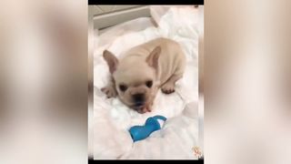 cute|pet|funny|animal|the cat|dog 3