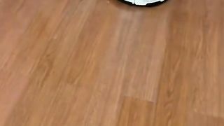 Cat and Robot..