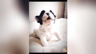 Cute Dogs---Funny Pets Collection 17