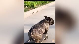 Cute Dogs---Funny Pets Collection 18