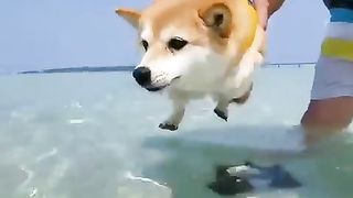 Super Dog Swiming...