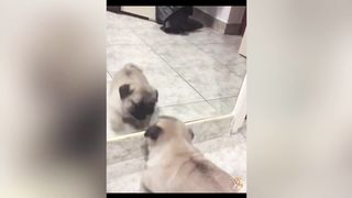 Cute Dogs---Funny Pets Collection 19
