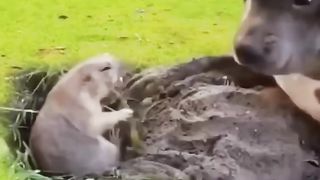 Funniest Cats and Dogs Video????????