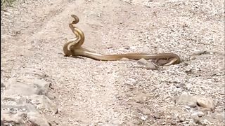 Snake Meeting Romantic couple