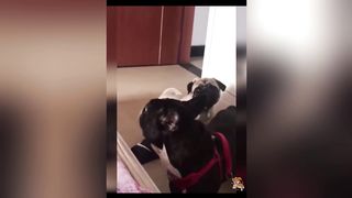 Cute Dogs---Funny Pets Collection 20
