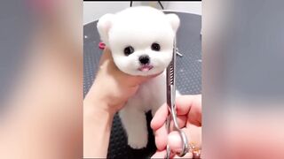 Cute Dogs---Funny Pets Collection 21