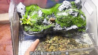 Three legged small horned frog