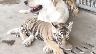 Tiger Step Mom..