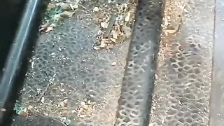 Satisfying Car Washing.