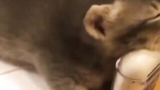 Funniest Fails Part 61???? Try Not to Laugh #Shorts