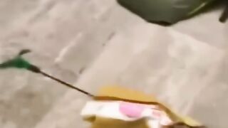 Cute funny cats everyday