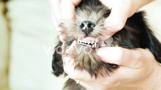 Puppy teeth