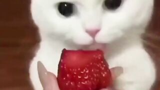 Funny animal cat 2