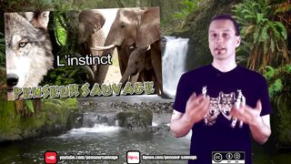 Les animaux ont-ils une conscience - - La conscience -