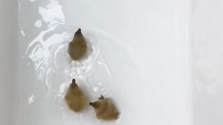Funny animals video compilation | Smile with Ujin | Smile 62