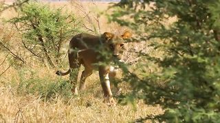 King of the jungle 4
