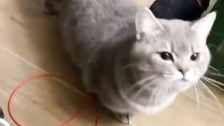 DON'T YOU DARE HOOMAN!!...
