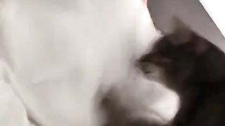 KissCat..