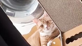 Symphony Cat
