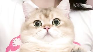 Cat Dance..full fill