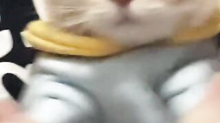 Cat Inner Dance ..full fill