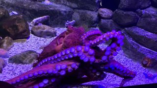 Octopus dancing