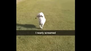 collection of funny animal behavior