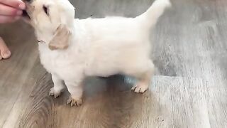 How To Train 'SIT' To Your Pup ????