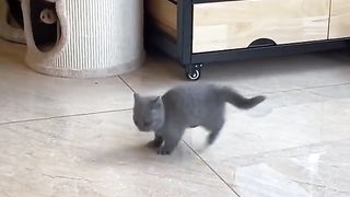 cute and adorable cats