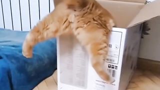 funny cats