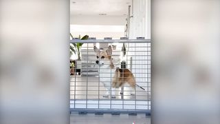Funniest Animals Video - Funny Dogs And Cats