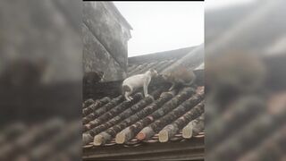 A cat with martial arts skills