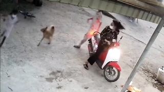 The girl is chased by dogs