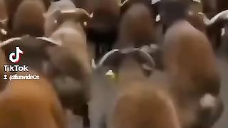 Wee videos 48