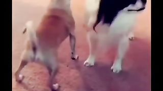 Wee videos 49