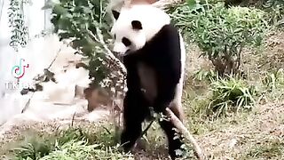 Wee videos 50
