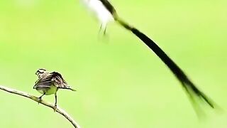 Love ❤ making in beautiful birds ????
