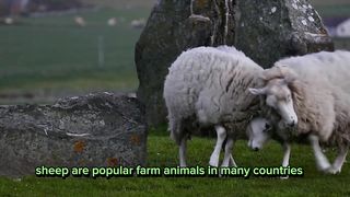 Sheep animals 2